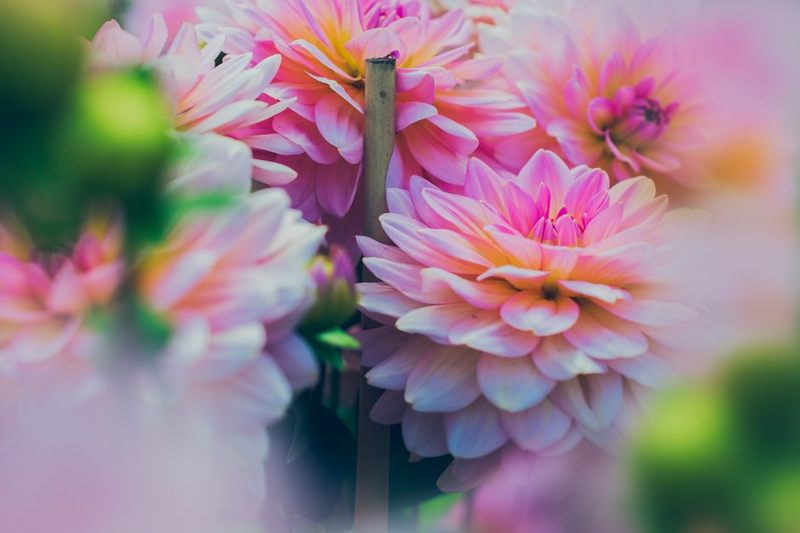 Fleur Simple Tige